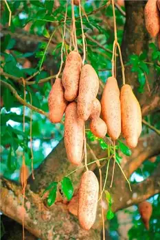 Kigelia ovocie extrakt pomer-rozšírenie sväté ovocie koncentrované Kigeliafruit Zdravia Rastlín Ťažobného Veľké Poprsie Pohár Hore