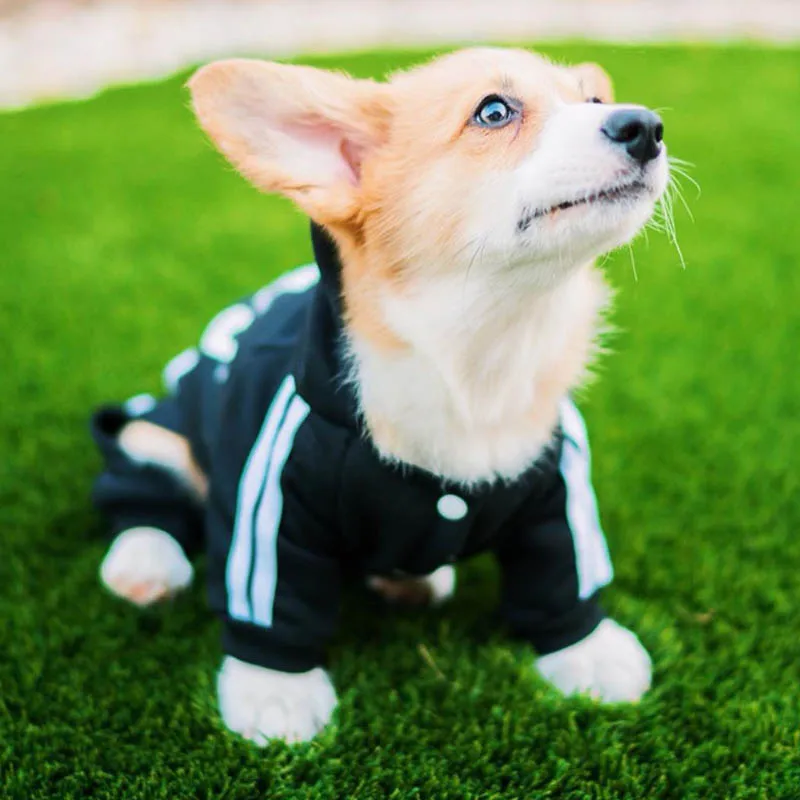 Adidog Psa Oblečenie na Jar Psa Hoodies Kabát List Roztomilé Malé Psy Chihuahua Pug Yorkshire Šteňa Pet Hoodie Mačka Oblečenie XXL 2