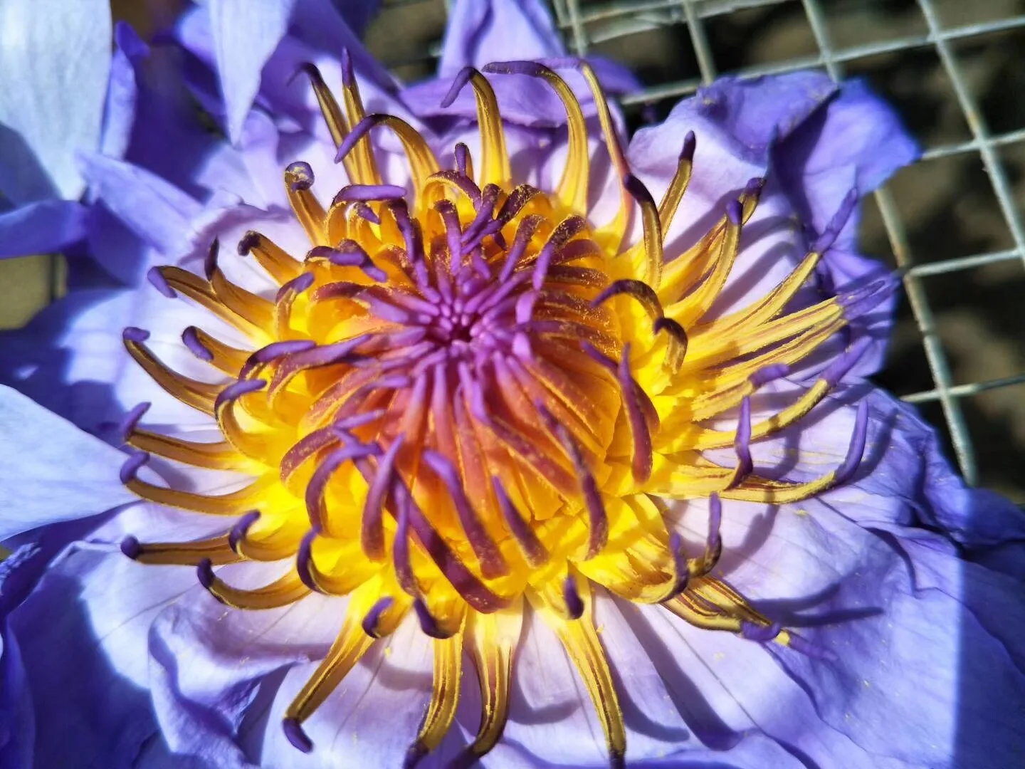 Blue Lotus Sušené Celé Kvet Nymphaea Caerulea 2